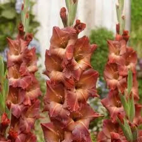 Gladiolus Mohican 